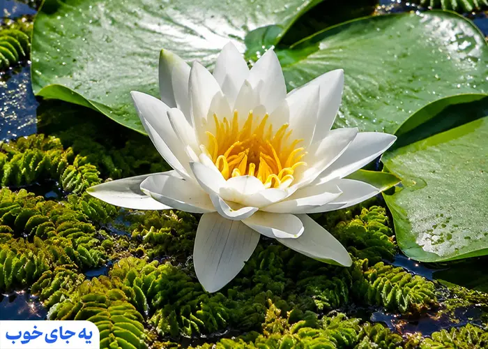 گل های نیلوفر در تالاب عینک رشت